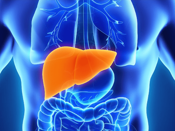 These 10 things are very beneficial for the liver